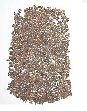 Семена лиственницы сибирская лиственница