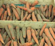 морковь дунганского сорта,  урожай этого сезона. хорошего качество     